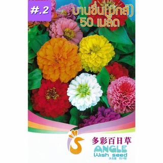 เมล็ดดอกบานชื่น คละสี 50เมล็ดเมล็ด  (คละสี)บานชื่นซ้อน Zinnia Flower  เมล็ดพันธุ์นำเข้า   พันธุ์แท้100%