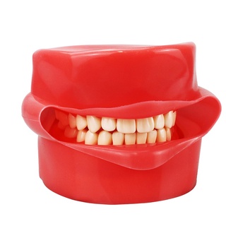 【ddydental】โมเดลฟันเรซิ่น ถอดออกได้ สําหรับฝึกซ้อมทันตกรรม