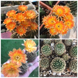 Cactus Lobivia กระบองเพชรโลบีเวียสีเหลืองส้มทูโทน มีรากแล้วต้นแข็งเรง