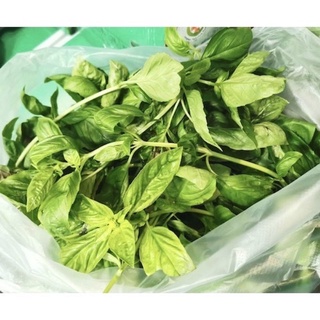 ใบเบซิล Italian Basil สด สะอาด รับประกันคุณภาพ