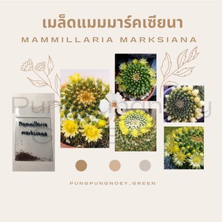 เมล็ดกระบองเพชร เมล็ดแคคตัส เมล็ด Mammillaria marksiana 50 เมล็ด