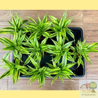 ไผ่กวนอิมทอง เงิน นำโชคใบสดสีสวย กระถางดำ 3 กระถางขาว 4 นิ้ว