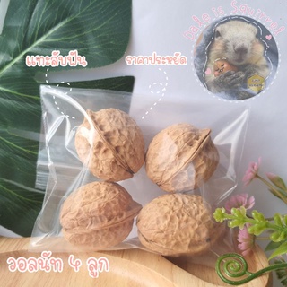 วอลนัท [4 ลูก] walnuts เกรดคุณภาพ แทะลับฟัน ของแทะกระรอก สำหรับ สัตว์ฟันแทะ กระรอก  นก หนู