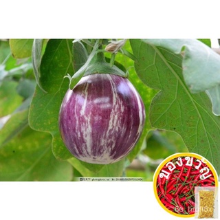 เมล็ด seeds ดอกไม้ สวน สวน ดอกทานตะวัน ดอกไม้ หญ้า กะหล่ำปลี กุหลาบ149.ไข่หินอ่อนเมล็ดพืช20จดหมายธรรมดาฟรีในSgLycopersic