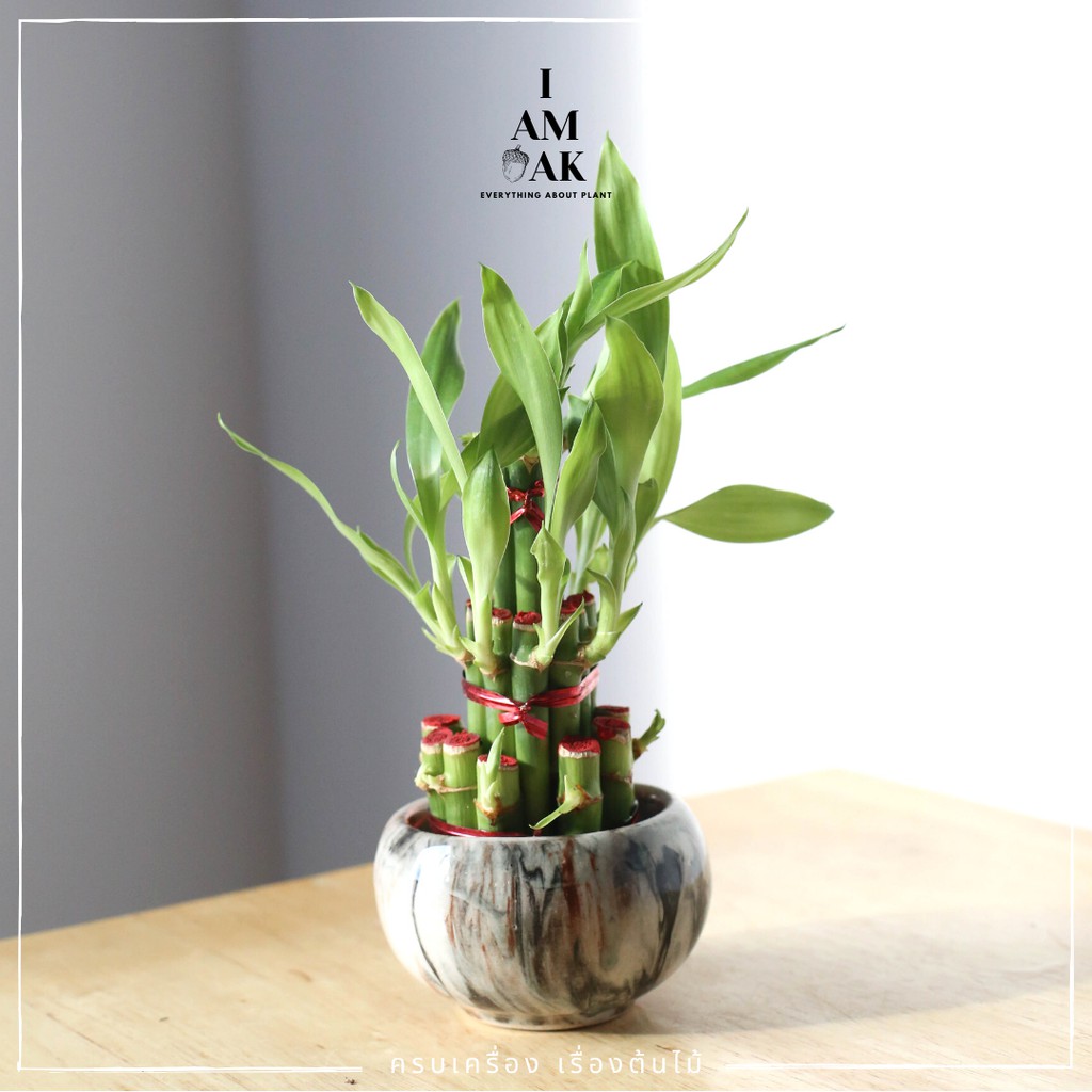 มุมมอง 3