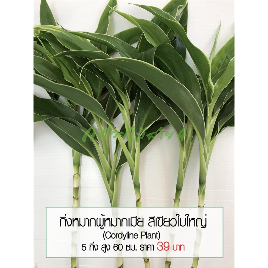กิ่งหมากผู้หมากเมีย สีแดง ใบเล็ก 5 กิ่ง ความยาว 60 ซม.