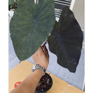 Colocasia Black Runner บอนดำแบล็ครันเนอร์