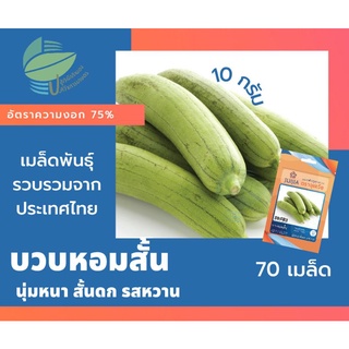 บวบหอมสั้น (Smooth Luffa)