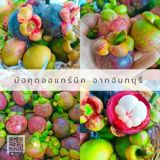 มังคุด ออแกร์นิค มังคุดจันทบุรี คละไซต์ แถมเพิ่มทุกกล่องกันแข็งเสีย เก็บจากสวนทุกวัน Mangosteen ส่งไว