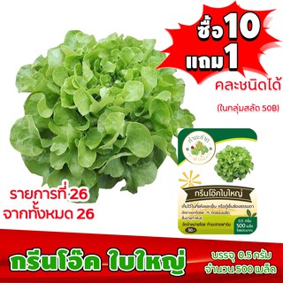 (ซื้อ10แถม1 ฟรีคู่มือ) เมล็ดพันธุ์ กรีนโอ๊คใบใหญ่  BIG GREEN OAK 0.5กรัม (ประมาณ 500เมล็ด) ทำมะชาดฟาร์ม ผักสลัด เมล็ดพัน