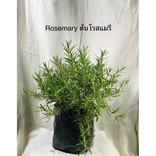 🌱ต้นRosemary ต้นโรสแมรี่ 🌱*สั่งขั้นต่ำ 2 ต้น *สมุนไพรฝรั่ง ต้นไม้กลิ่นหอม✨