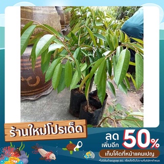 ทุเรียนภุเขาไฟ สูง80-100cm.(ช่วงลดราคาปกติ250ลดเหลือ189)