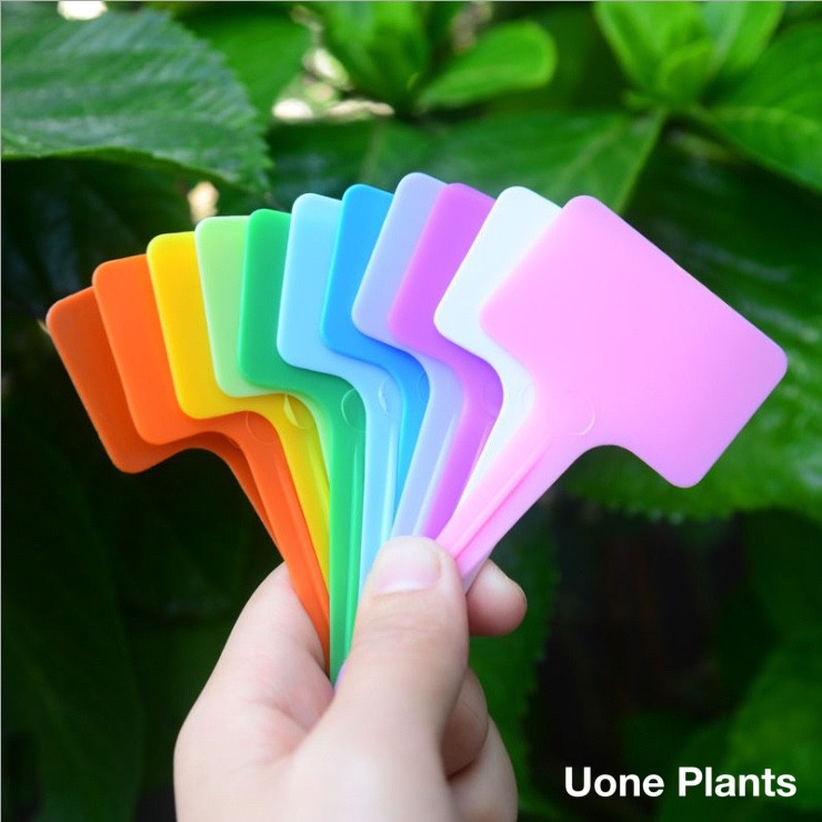 T010B ป้ายชื่อต้นไม้แพ็คละ 6x10cm 100pcs ป้ายชื่อพลาสติก PP ป้ายต้นไม้ สวน เมล็ดพันธุ์ ป้ายแท็ก