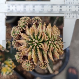 sjcactus LB2178 แท้คริสตาต้า สีเขียวอ่อน ด่างสันแดงตามภาพ กราฟบนตอสามเหลี่ยม