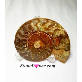 #Ammonite fossil#ฟอสซิลหอย #แอมโมไนต์ 
#หินธรรมชาติ