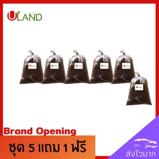 Uland ตุ้มตอนกิ่งผสมน้ำยาเร่งราก ชุด 5 แถม 1 ฟรี ขนาด 3.5*6 นิ้ว พร้อมใช้ทันที