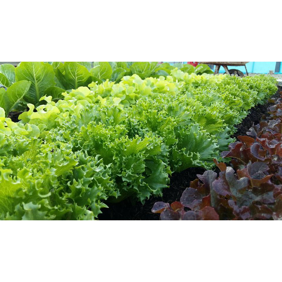 กาบมะพร้าวสับเล็ก 1 ถุง 500กรัม - รูปที่ 7