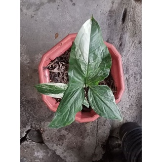 เงินไหลมาด่างขาว (Syngonium podophyllum Variegeted) ต้นไม้มงคลฟอกอากาศ