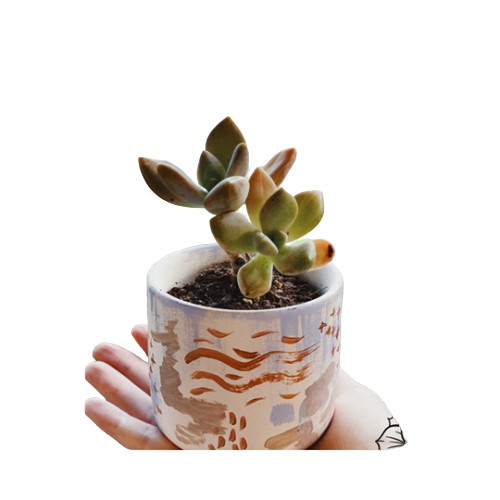 Hand painted pot with succulent ทรงกระบอก สีฟ้า ลายส้ม #3