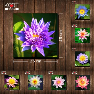 กรอบลอย ติดผนัง ภาพดอกไม้ ดอกบัว (ขนาด 25x25 ซม.)