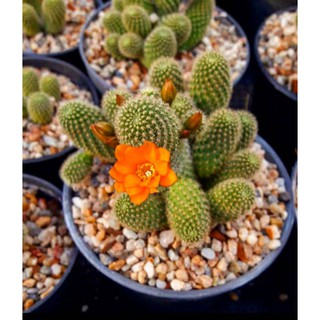 รีบูเทีย ฟอร์มกอ/เดี่ยว ดอกส้ม rebutia แคคตัส พร้อมออกดอก