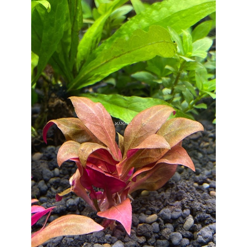 Alternanthera Reineckii T/C