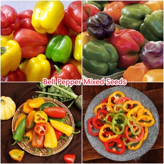 เมล็ดพันธุ์แท้100% Bell Pepper Mixed Seeds Vegetable Plants Seeแคปซูล เมล็ดพันธุ์ผั50 เมล็ด (ไม่ใช่พืช)