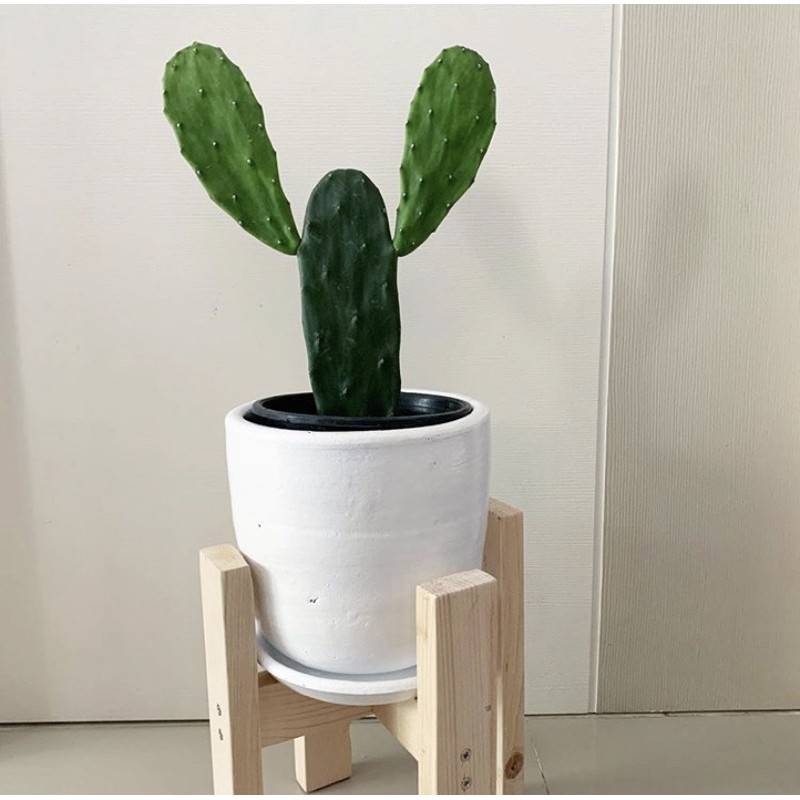 กระถางดินเผา 6นิ้ว พร้อมจานรอง