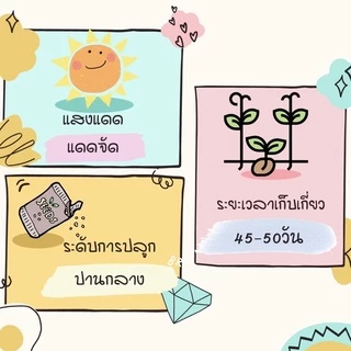 ☘️เมล็ดสายพันธุ์แท้หายาก☘️#เยอบีร่า 150เมล็ด แท้💯% [ในร้านมีให้เลือกอีกเยอะมาก❗️]