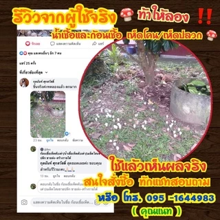ก้อนเชื้อเห็ดโคน หัวเชื้อสูตรเข้มข้นเจ้าแรกในไทย