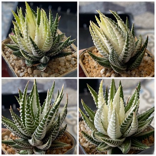 ฮาโวเทีย ม้าลายด่าง (Zebra Haworthia)