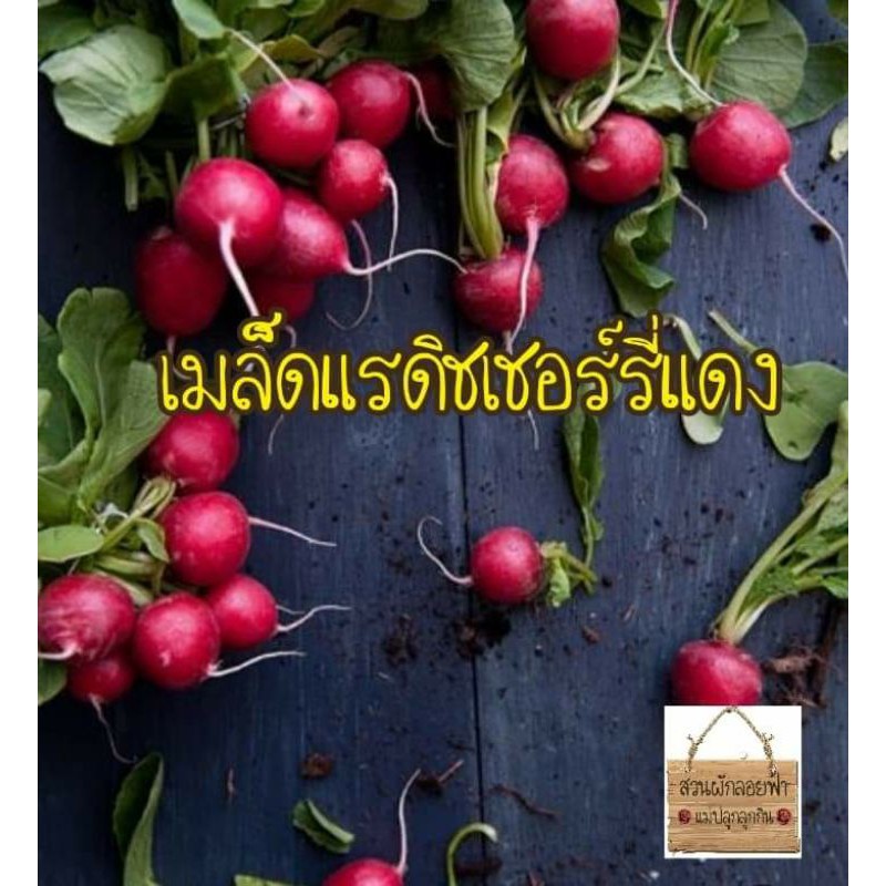 แรดิชเชอร์รี่แดง 100 เมล็ด radish cherry belle สายพันธุ์ OPแท้นำเข้า