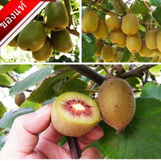 ปลูกง่าย ปลูกได้ทั่วไทย ของแท้ 100% 50Pcs เมล็ดพันธุ์ กีวี่ KIWI Seeds Fruit Seeds พันธุ์ไม้ผล เมล็ด เมล็ดพันธุ์ผัก