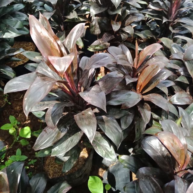 F359 ต้นหมากผู้หมากเมีย เทียนทัด เงาะถอดรูป Cordyline fruticosa ‘Thianthad’ #ต้นไม้มงคล