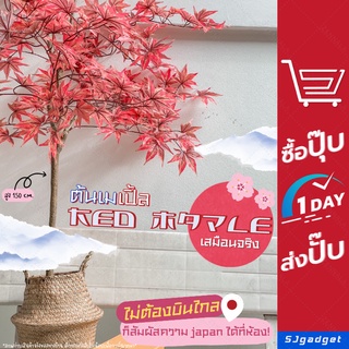 ⚡️ส่งเร็วจากไทยแท้💯 ต้นเมเปิ้ลแดง สูง 150cm red maple ต้นเมเปิ้ลปลอม สไตล์ญี่ปุ่น พร้อมกระถาง ต้นเมเปิ้ล ต้นไม้ปลอม