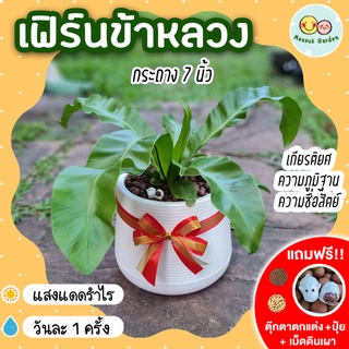 เฟิร์นข้าหลวง กระถาง 7 นิ้ว [แถมฟรี! เม็ดดินเผา + ปุ๋ย + ตุ๊กตาตกแต่ง] ต้นไม้มงคล ต้นไม้ประดับ ต้นไม้ปลูกในบ้าน