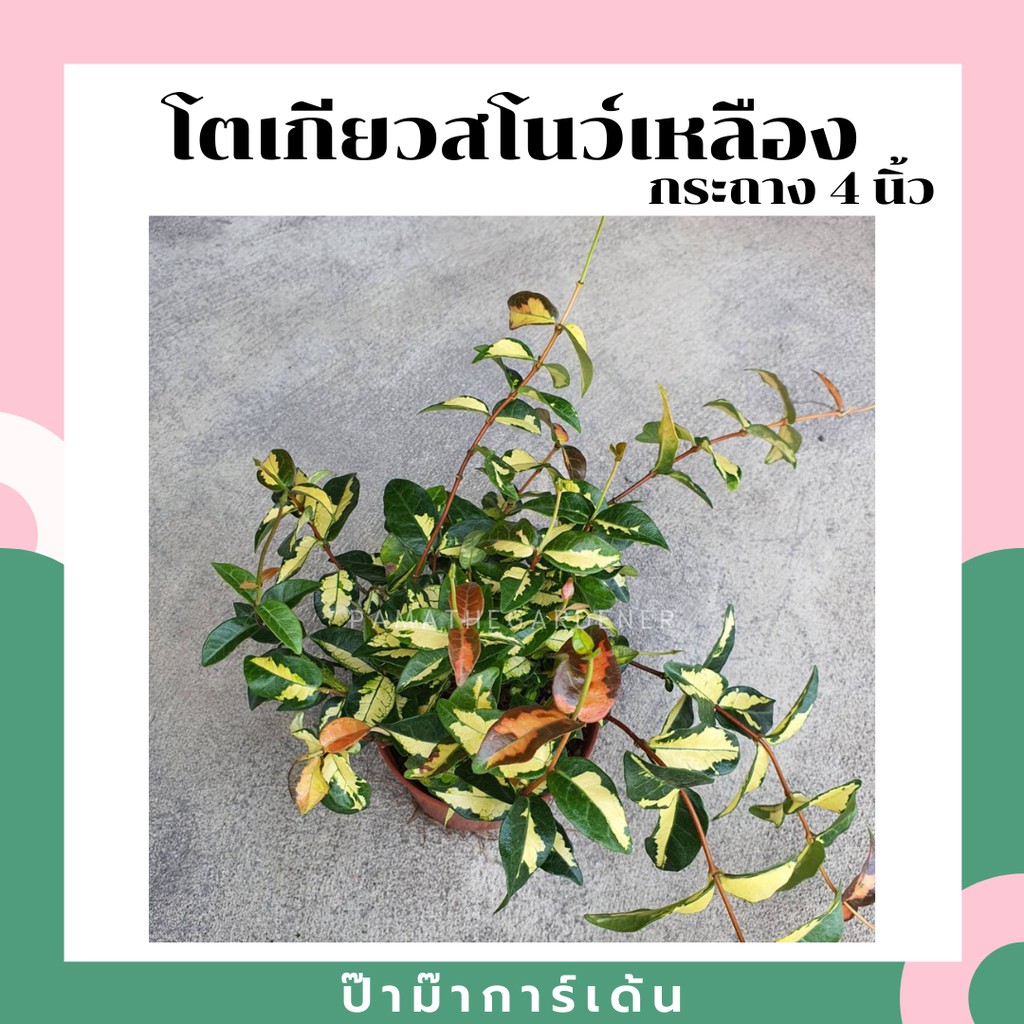 โตเกียวสโนว์ด่างเหลือง มาในกระถางพร้อมตั้ง