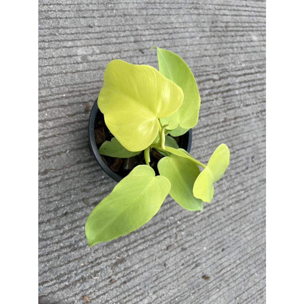 มุมมอง 2