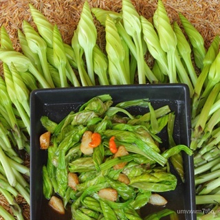 เมล็ดพันธุ์/เมล็ดดอกชมจันทร์ ปริมาณ20เมล็ด ตราศรแดง เมล็ดพันธุ์ชมจันทร์ เมล็ดผักสวนครัว เมล็ดพันธุ์ผัก ศรแดงกุหลาบ/สวน/ส