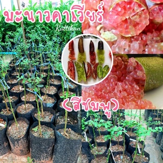 มะนาวคาเวียร์🌱หรือมะนาวนิ้วมือ(สีชมพู) กลิ่นหอมรสเปรี้ยว(รับประกันสินค้าชำรุดเสียหาย)