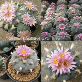 เมล็ด Lophophora มีให้เลือกหลายชนิด