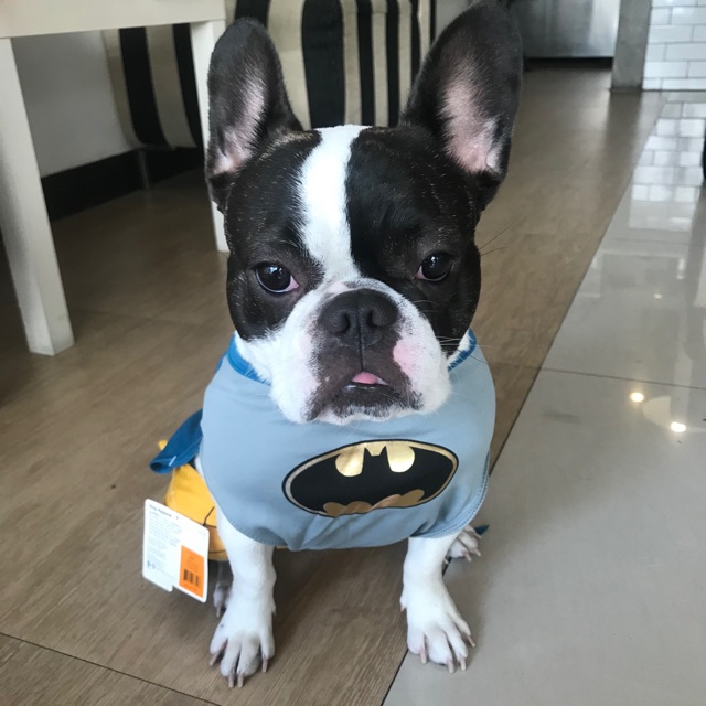 Batman  pet  costume