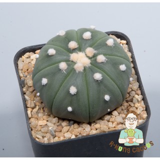 Astrophytum Astrerias SP.216