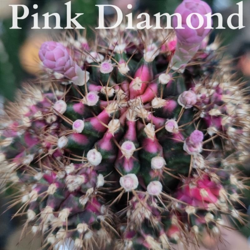 แคคตัส Pink Diamondไม้กราฟ4,500บ.💥ลดเหลือ3,900บ💥⭐สีเข้ม กราฟใหญ่ หน่อด่างเต็มต้น⭐