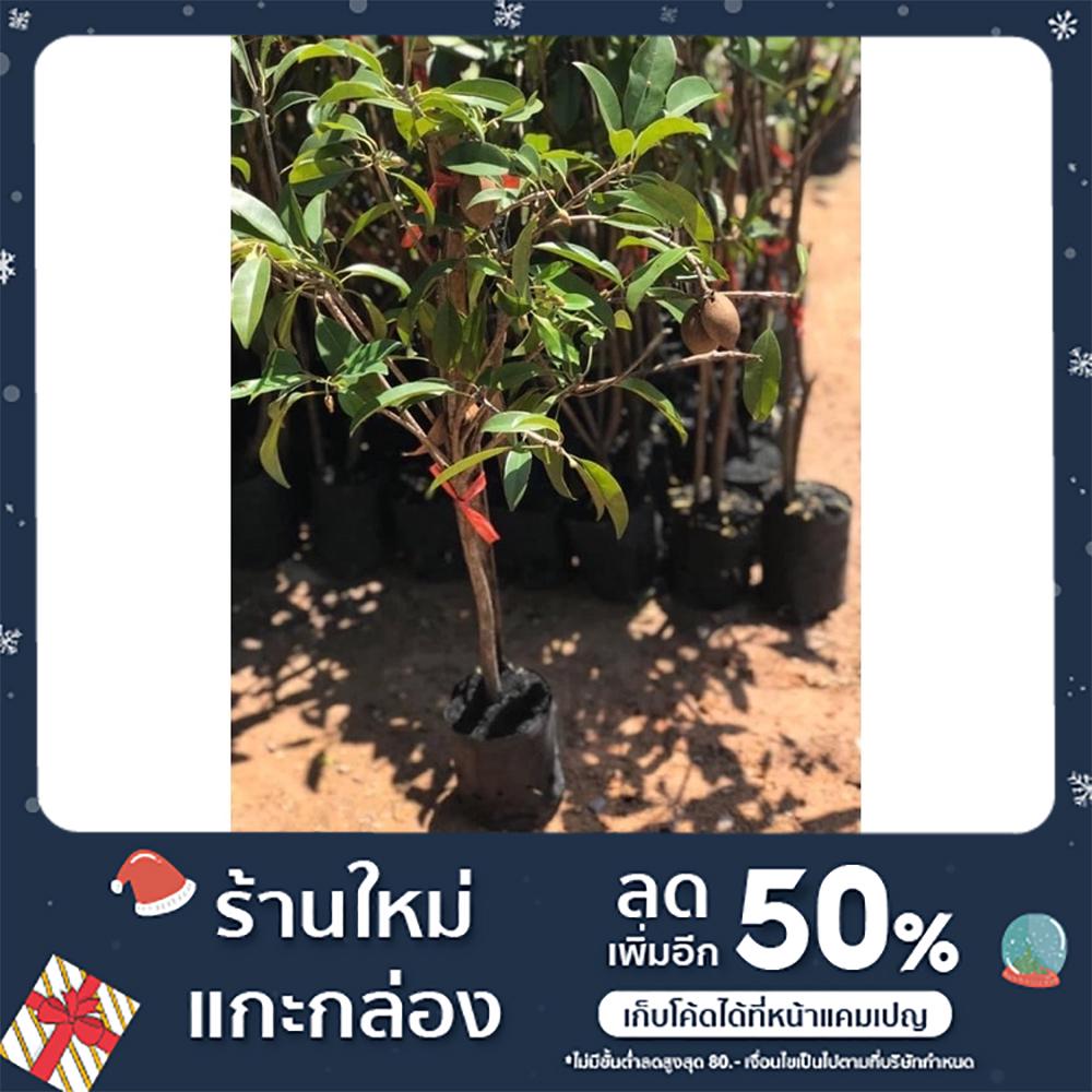 กิ่งพันธุ์ละมุดกระสวยมาเลย์(กิ่งตอน )150บาท