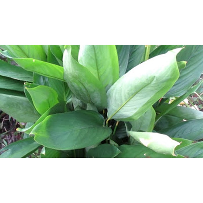 ต้นสาคูไทย สาคูวิลาส หน่อสาคู  ต้นละ 10 บาท ออเดอร์ละ 5 ต้น มีบริการเก็บเงินปลายทาง - รูปที่ 2