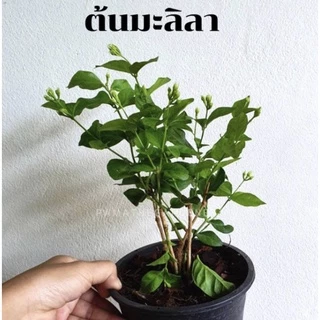 ต้นมะลิลา ส่งพร้อมกระถาง