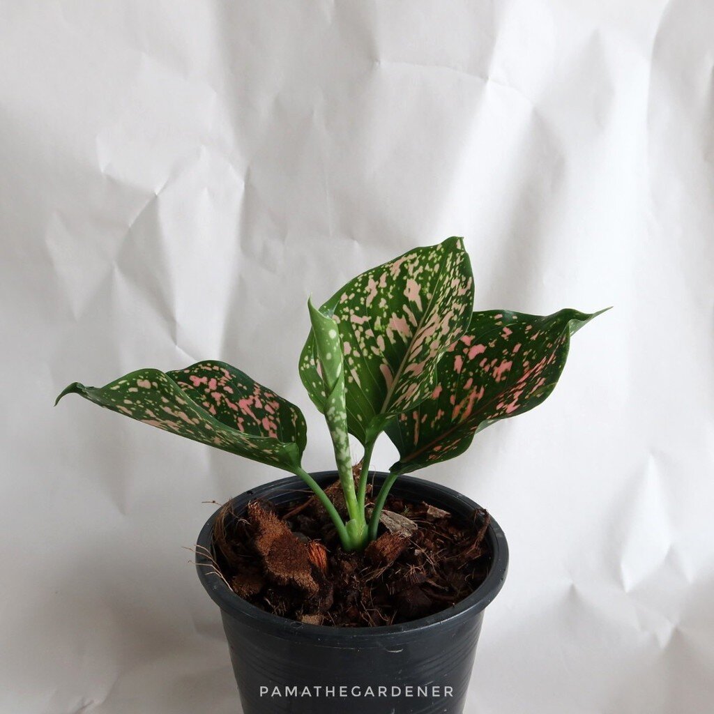 มุมมอง 2