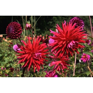 1 หัว/ออเดอร์ รักเร่ Dahlia สายพันธุ์ ACAPULCO หัวรักเร่