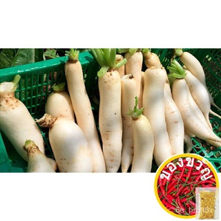 Benih Lobak Putih 20pcs/ White Radish Seeds/หัวผักกาดขาวเมล็ด/Fast shipping帽子/文胸/芹菜/上衣/生菜/花园/向日葵/苹果/母婴/裙子/ RMY7